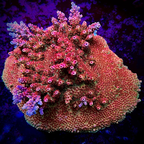 Battle Corals Wild Red Acro