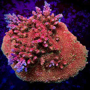 Battle Corals Wild Red Acro
