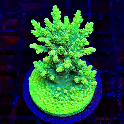 A to Zoanthid Radioactive Man Acropora