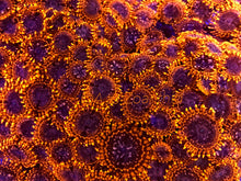 Load image into Gallery viewer, Utter Chaos Zoanthid