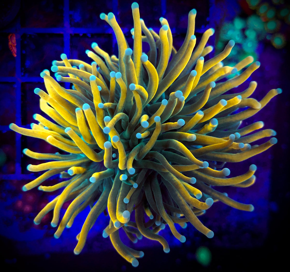 Master Torch Coral A to Zoanthid
