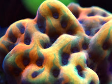 Load image into Gallery viewer, RR Crazy T Montipora