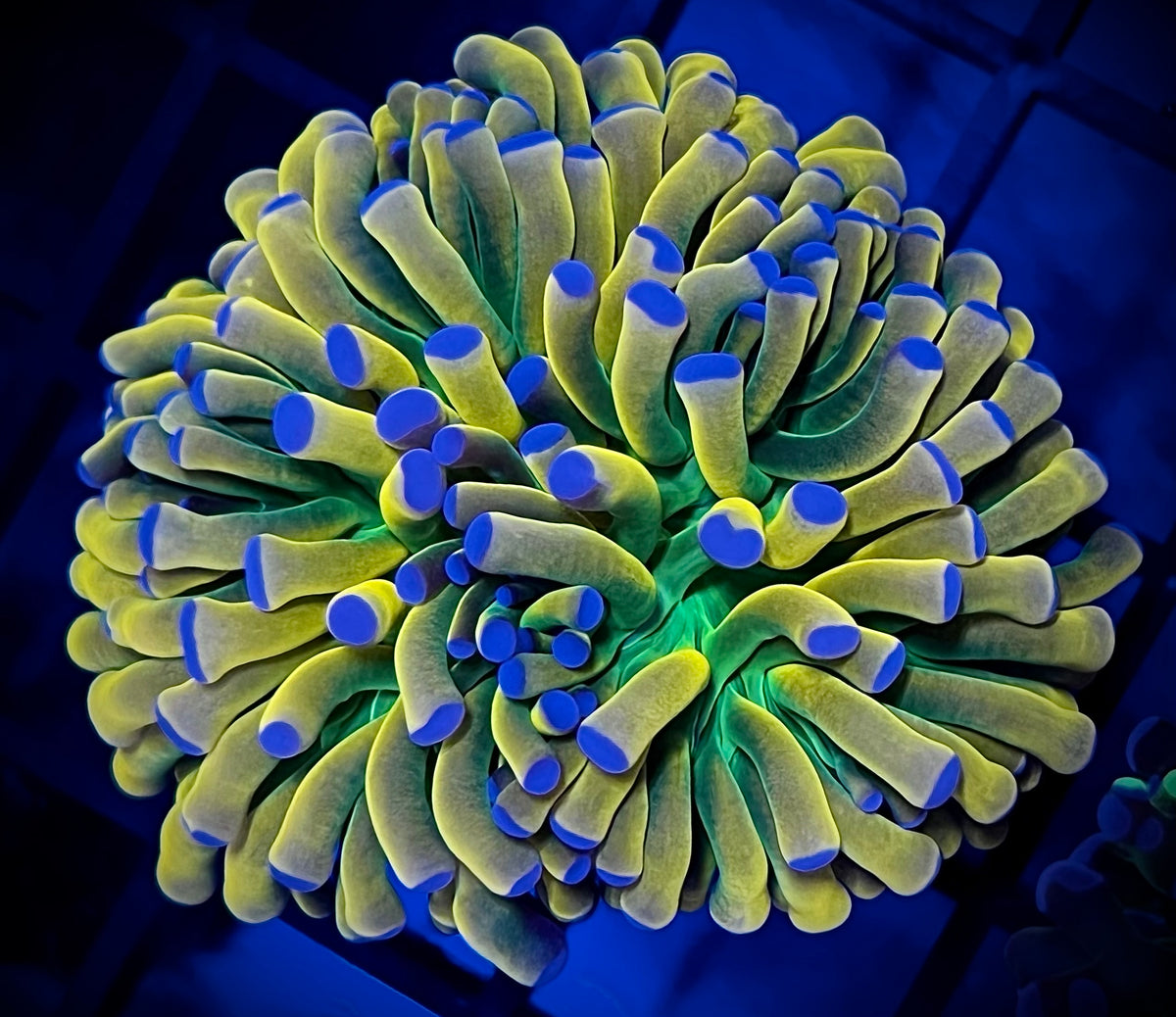 Banana Holy Grail Torch Coral A to Zoanthid