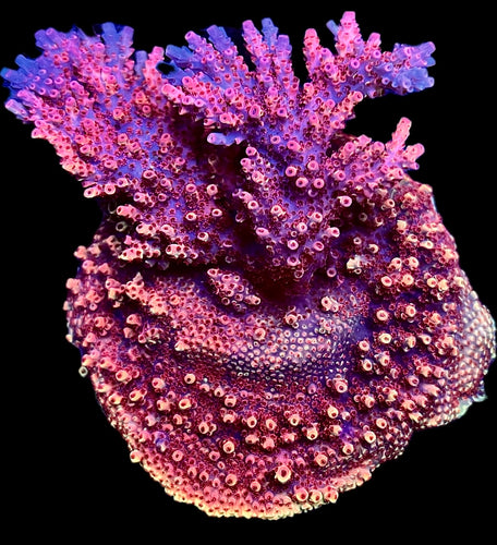 A to Zoanthid Blood Moon Acropora