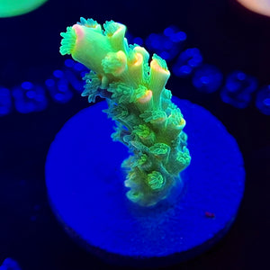 WYSIWYG JF Homewrecker Acropora