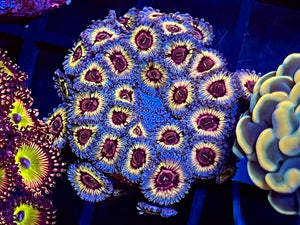 Queen Strat Zoanthid