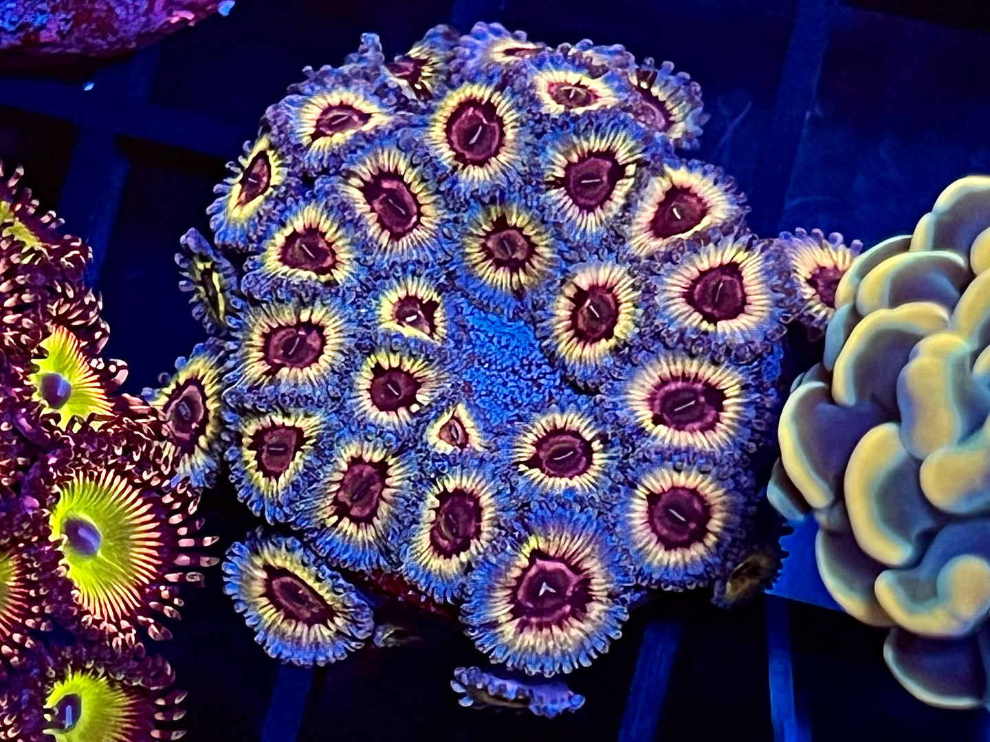 Queen Strat Zoanthid