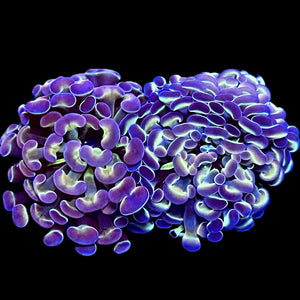 Hologram Branching Hammer Coral
