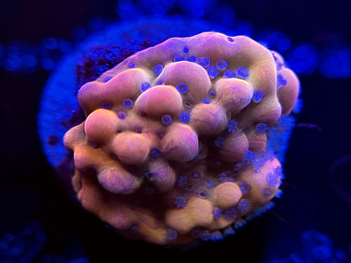 WYSIWYG Beast Montipora