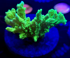 WYSIWYG Jake’s ‘Crystal Experiment’ Starter Colony