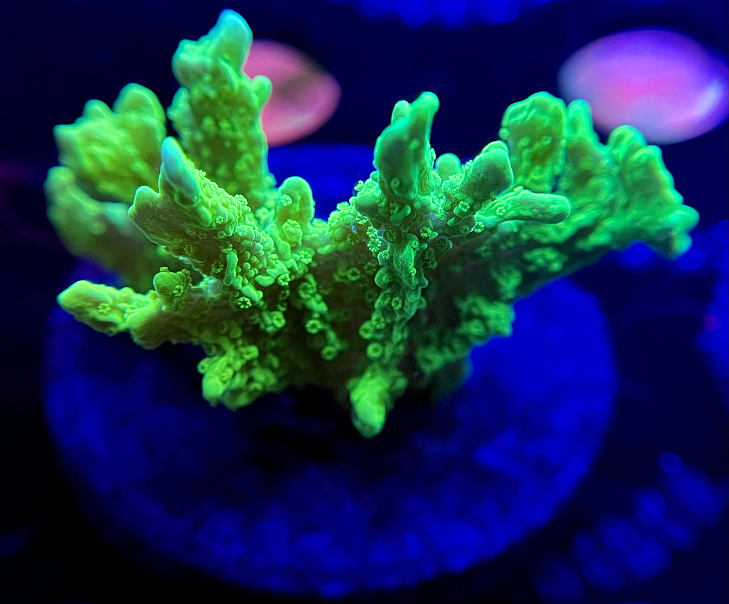 WYSIWYG Jake’s ‘Crystal Experiment’ Starter Colony