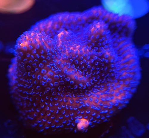WYSIWYG Mystic Sunset Montipora