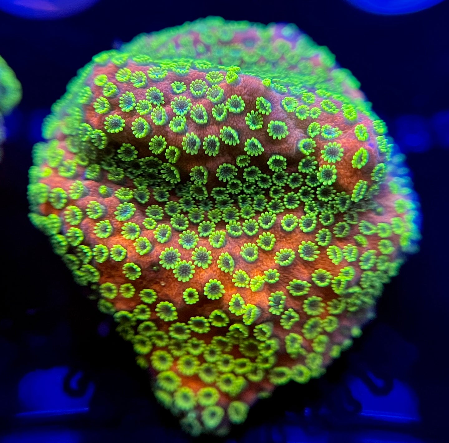 WYSIWYG Sunset Montipora