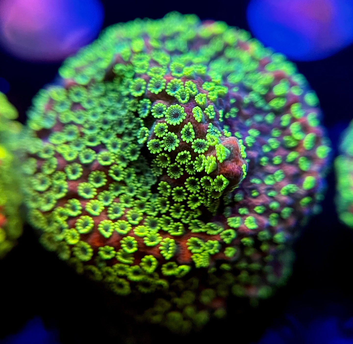 WYSIWYG Sunset Montipora