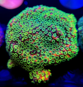 WYSIWYG Sunset Montipora
