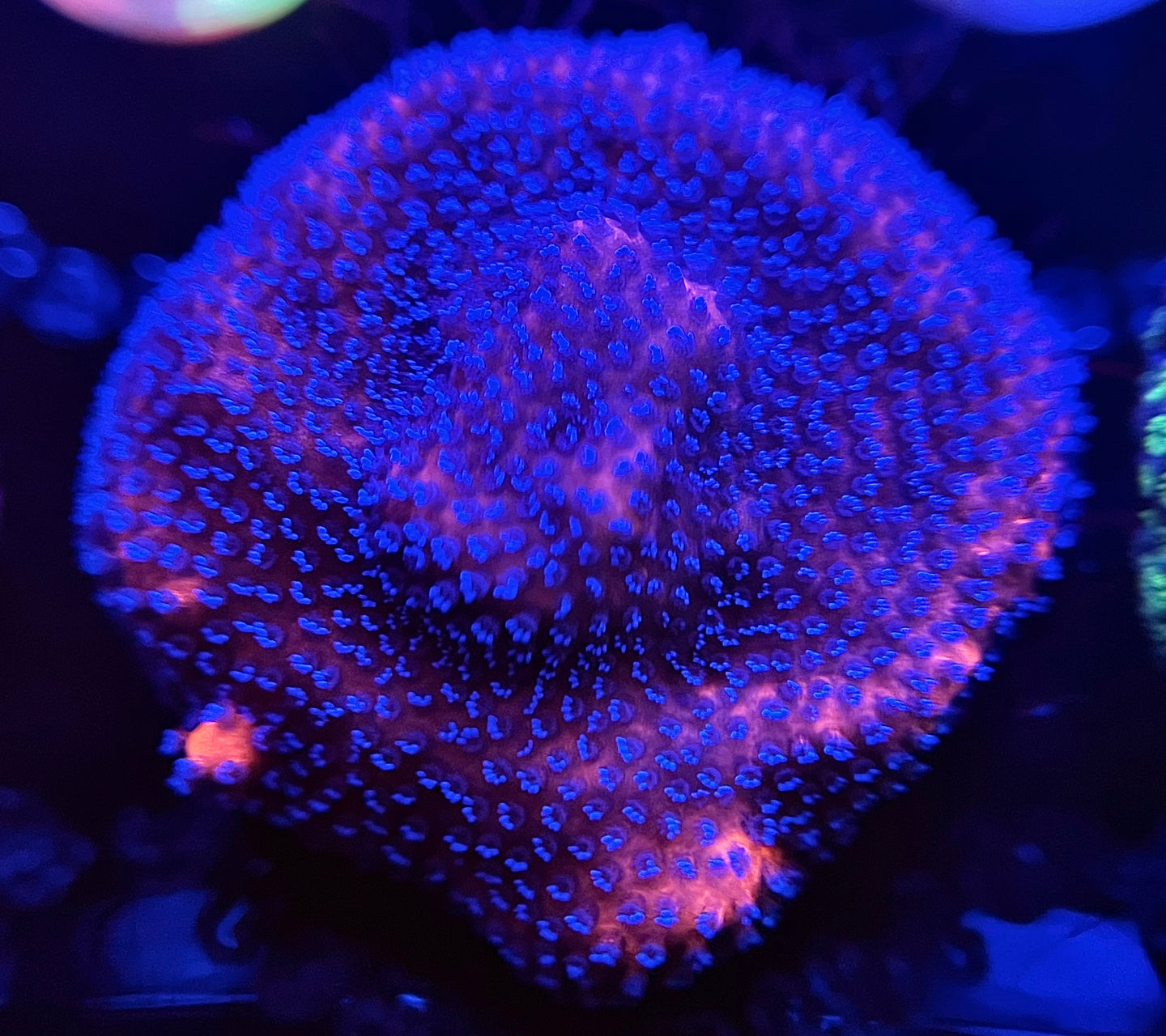 WYSIWYG Mystic Sunset Montipora