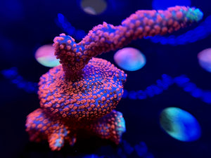 WYSIWYG Bubblegum Digitata