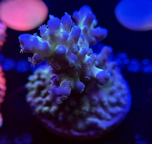 WYSIWYG Tri Color Granulosa Acro