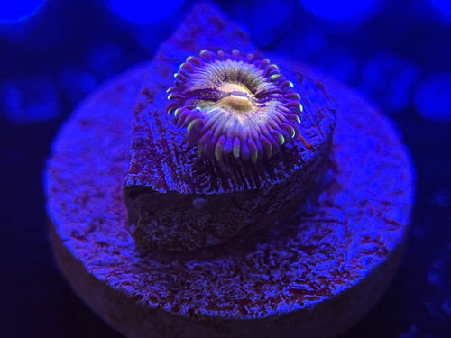 WYSIWYG Nirvana Zoa