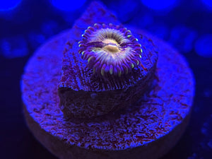 WYSIWYG Nirvana Zoa