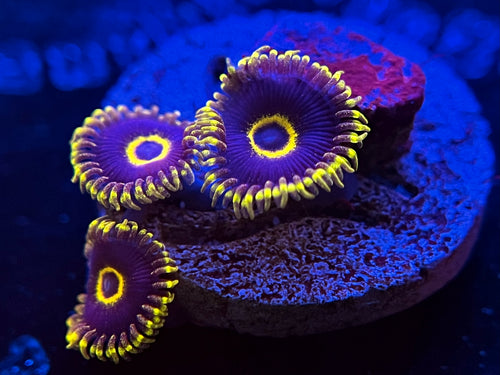 WYSIWYG Purple Hornets Zoa