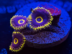 WYSIWYG Purple Hornets Zoa