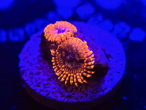 WYSIWYG Utter Chaos Zoa