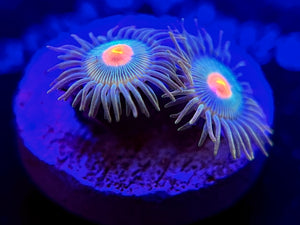 WYSIWYG Green Bay Packer Zoa
