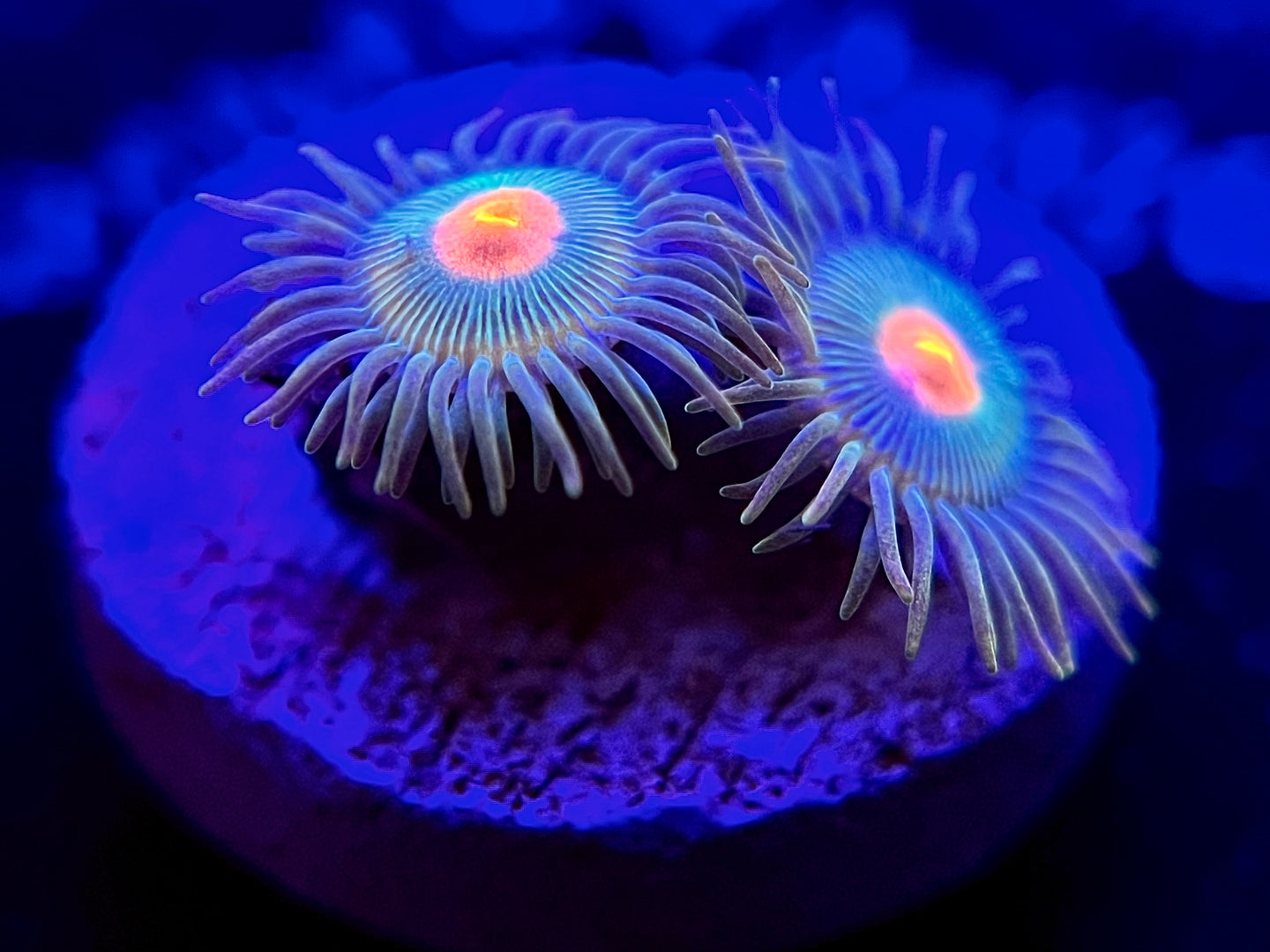 WYSIWYG Green Bay Packer Zoa