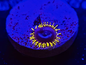 WYSIWYG Frozen Hornet Zoa