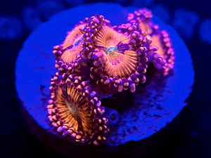 WYSIWYG Halle Berry Zoas