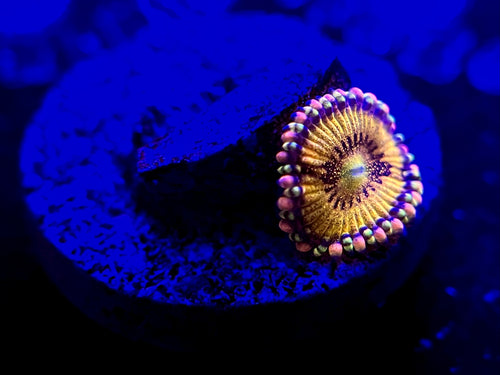 WYSIWYG Taste of Rainbow Zoa