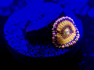 WYSIWYG Taste of Rainbow Zoa