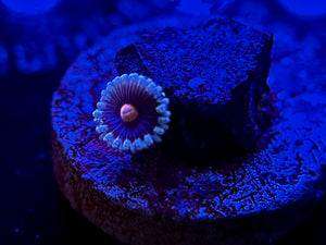 WYSIWYG Mary Jane Zoa