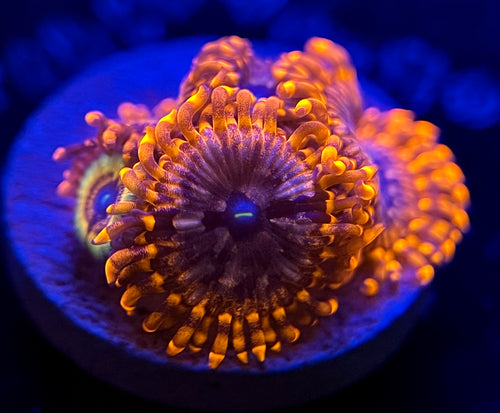 WYSIWYG Utter Chaos/Vampire Slayer Zoa