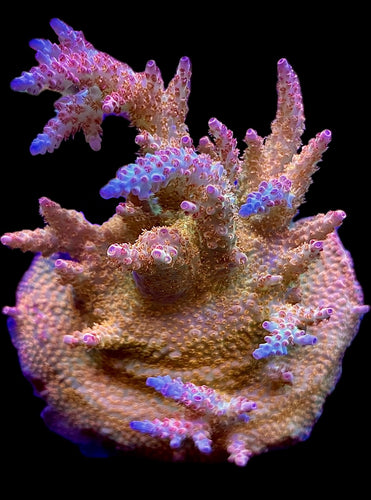 A to Zoanthid Autumn Breeze Acropora