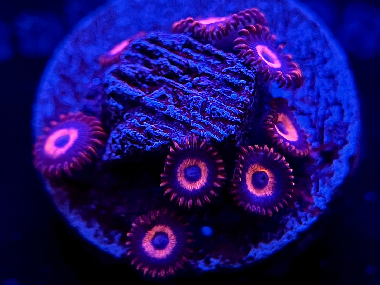 WYSIWYG UFO Hornet Zoas