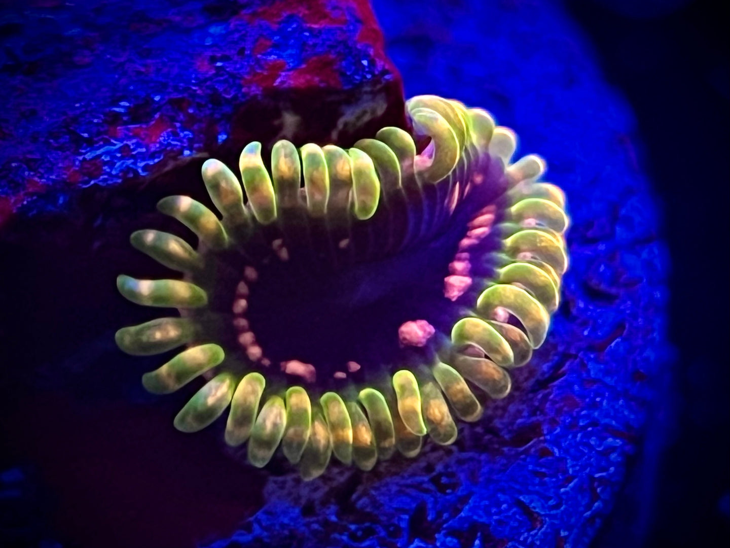 SBB Thermosphere Zoanthid