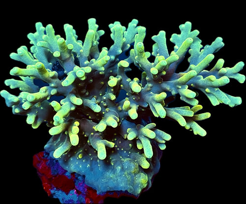 Banana Lokani Acropora