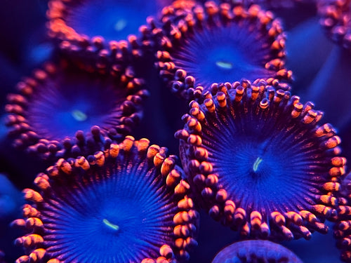 Spiderman Zoa