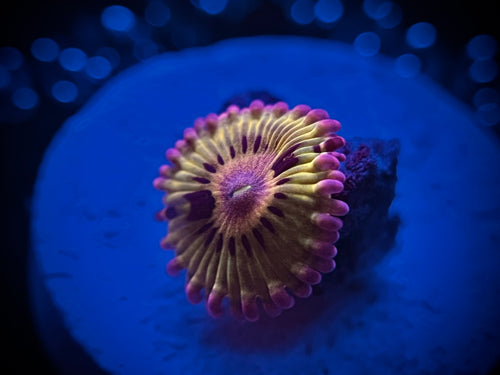 WYSIWYG Stratocaster Zoa