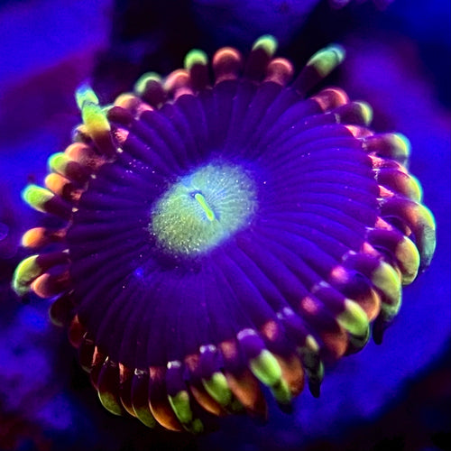 Bozo Birthday Zoanthid
