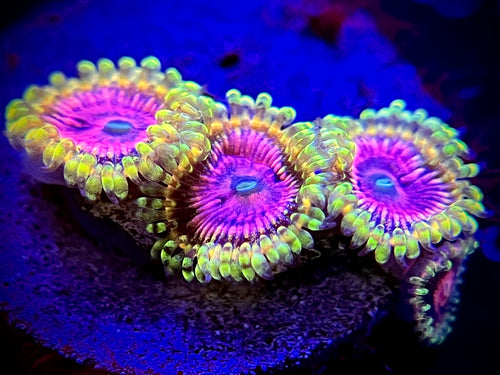 Pink Diamond Zoanthid