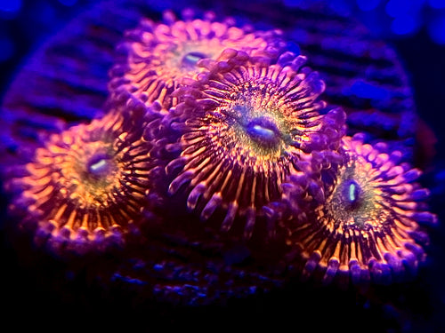 Krak God Zoanthid