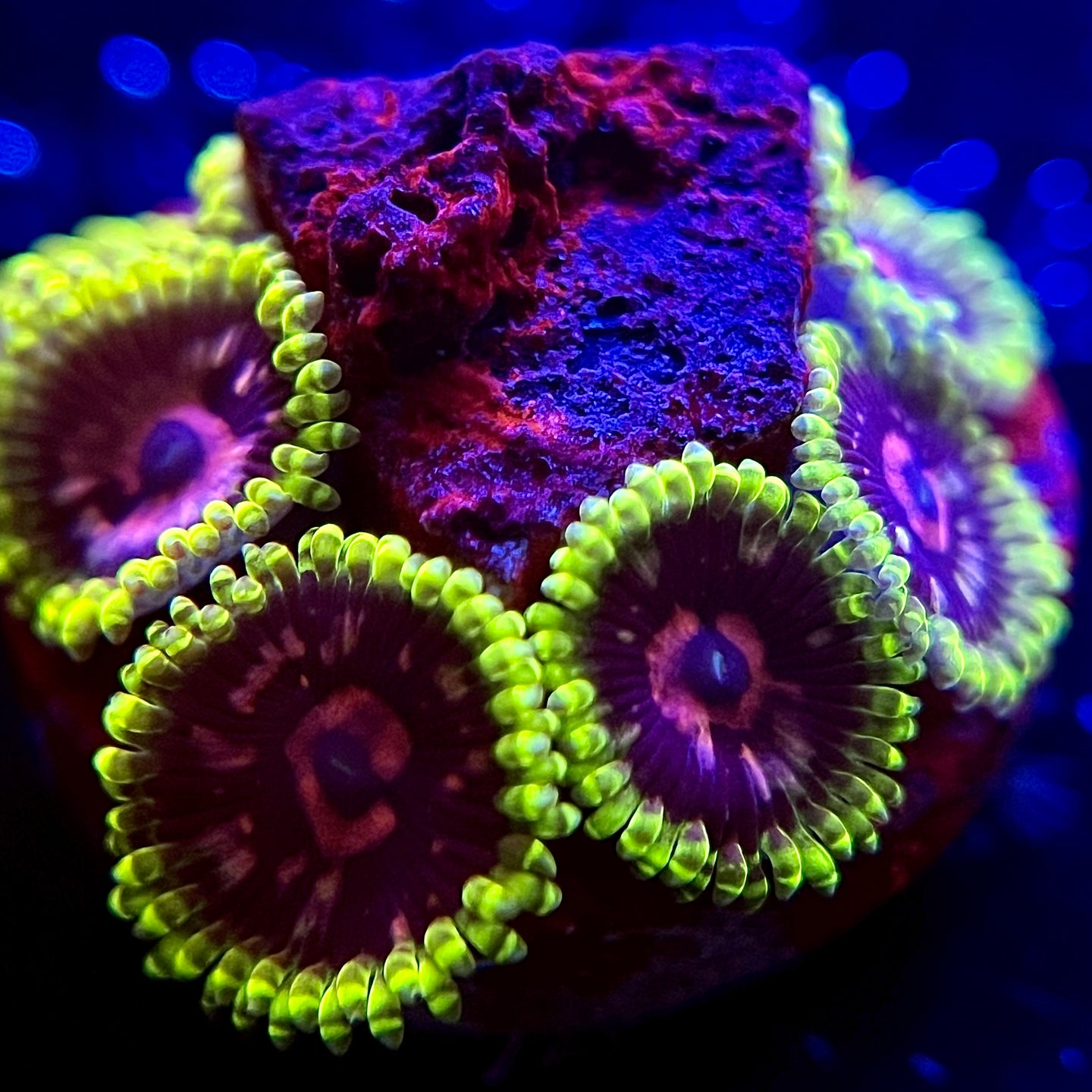 Scarlet Fever Zoanthid