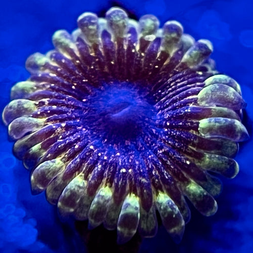 Solar Circus Zoanthid