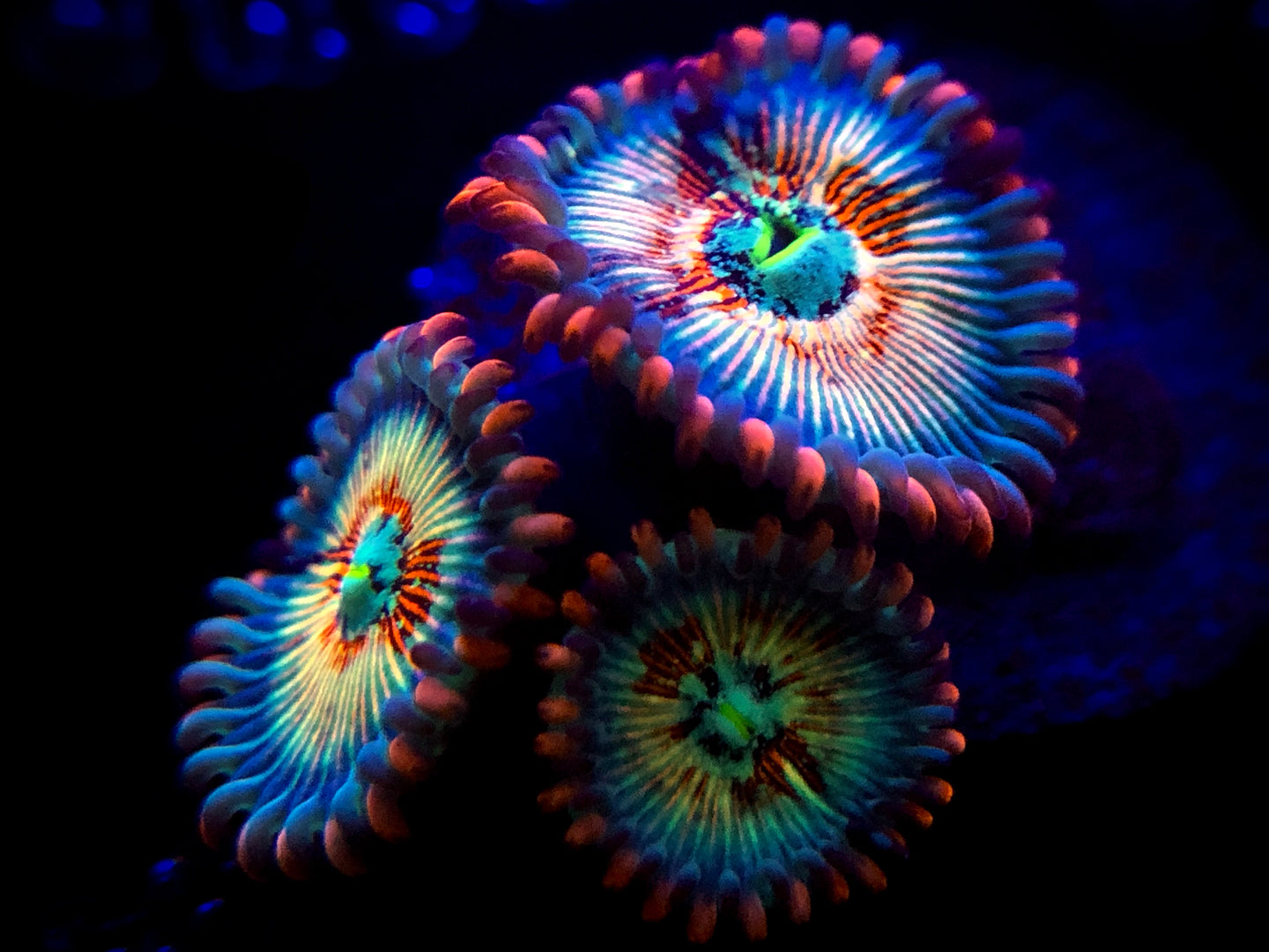 White Zombie Zoa