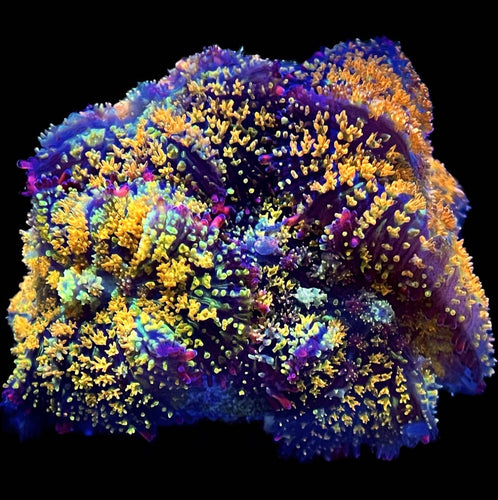 Gonzo Golden Dragon Mushroom