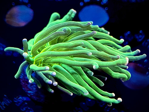 WYSIWYG Cotton Candy Torch Coral