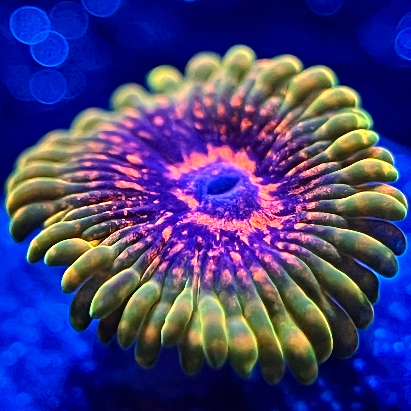 Predator Zoanthid